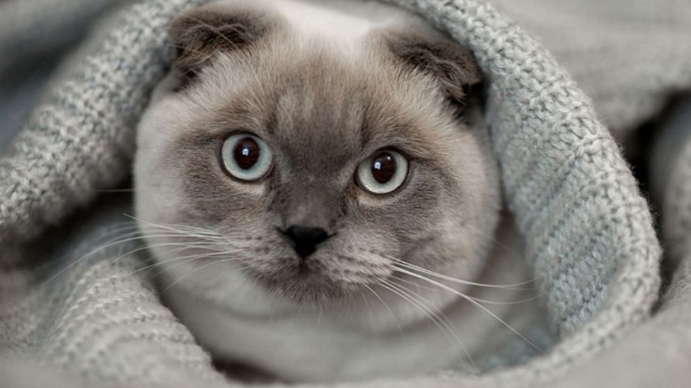 Enterate cómo captar la atención de tu gato.