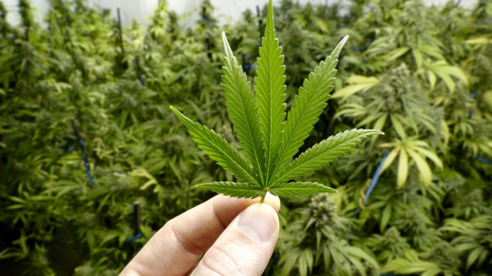 El estudio reveló que el cannabis provoca tasas más altas de enfisema pulmonar.