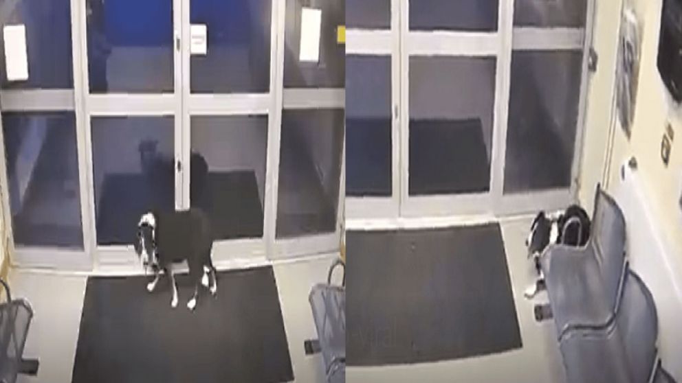 Una perra se escapó del parque en el que estaba paseando con su dueño, pero se acercó a una comisaría y pudo regresar a su casa.