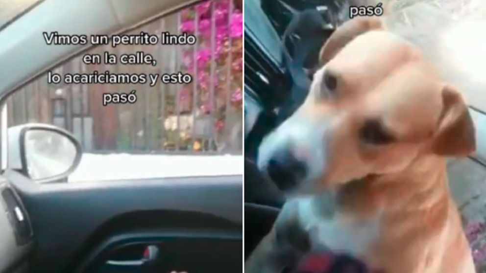Furor por el perro que se adoptó solo: "Lo vimos en la calle y pasó esto".