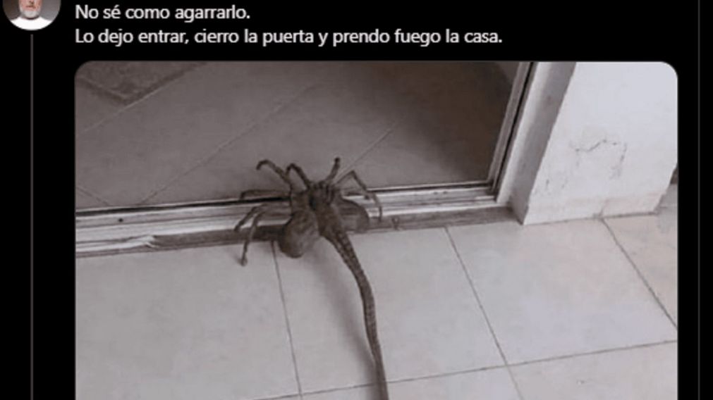 Pánico por el alacrán "aguijón pico jopo": ¿Qué se sabe de este arácnido que genera estupor en las redes?