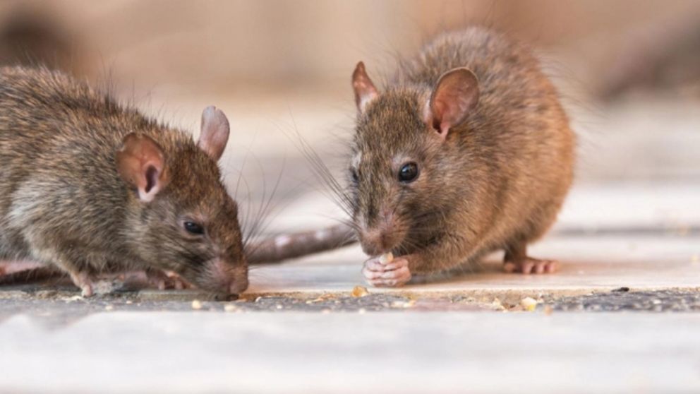 Una pareja de ancianos atrapó a una monstruosa rata en su jardín (Imagen ilustrativa).