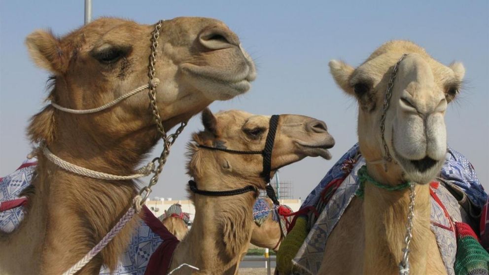 La gripe del camello se originó en 2012, pero llegó a Qatar este año.