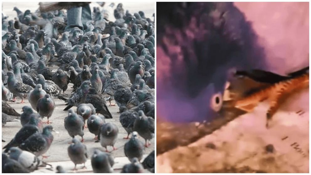 Las palomas "zombies" generan pánico entre los ingleses.