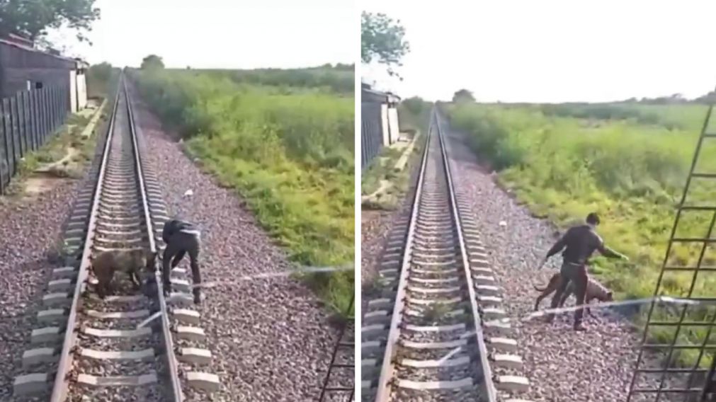 El milagroso rescate de un perro al que dejaron atado en las vías del tren (Imagen captura vídeo).