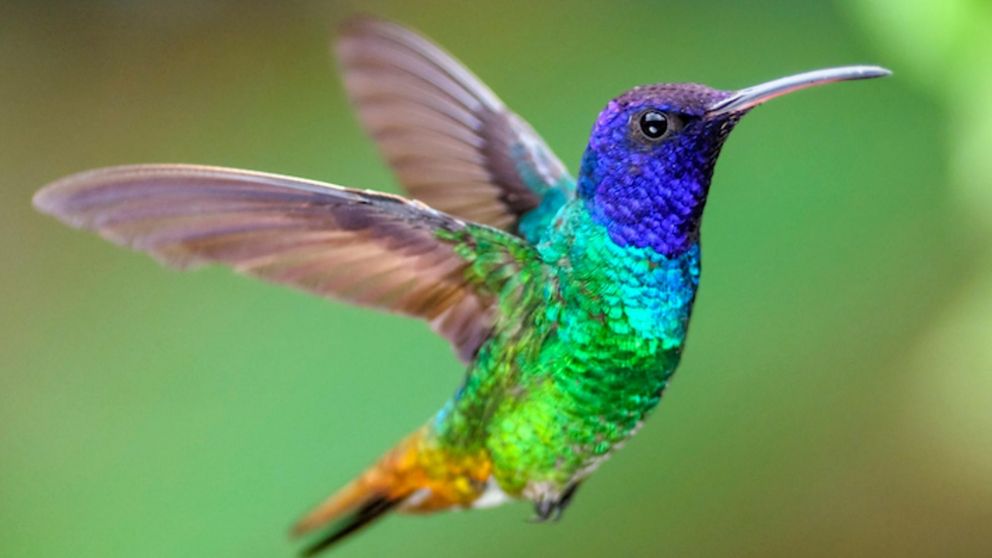 Colibrís: cuál es el significado de que uno visite tu casa.