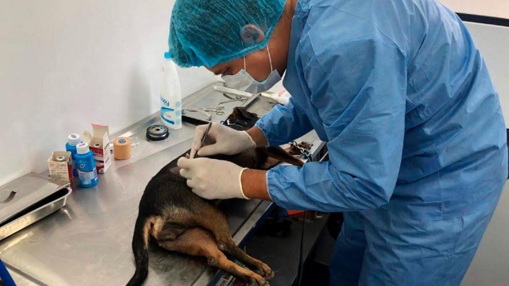 Último día de operativo veterinario en Bernal: dónde y hasta cuándo