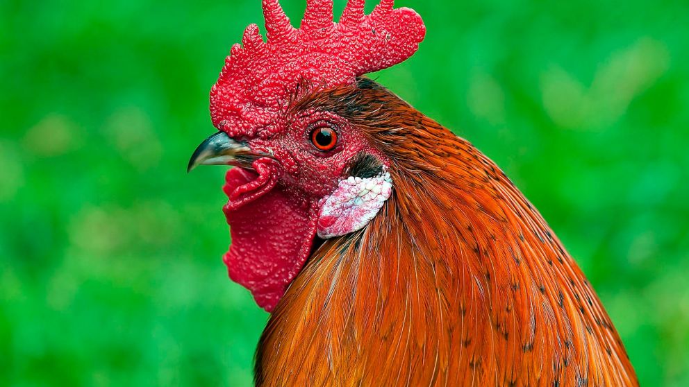 Los gallos de su vecina enardecieron a una mujer en Villa María (Imagen ilustrativa).