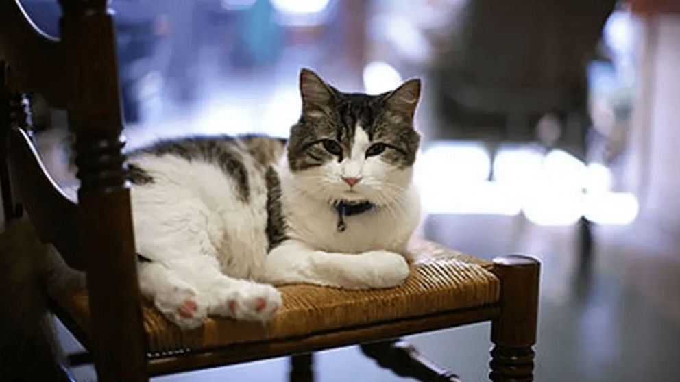 Un gato con un "don sobrenatural" predijo más de 100 muertes.