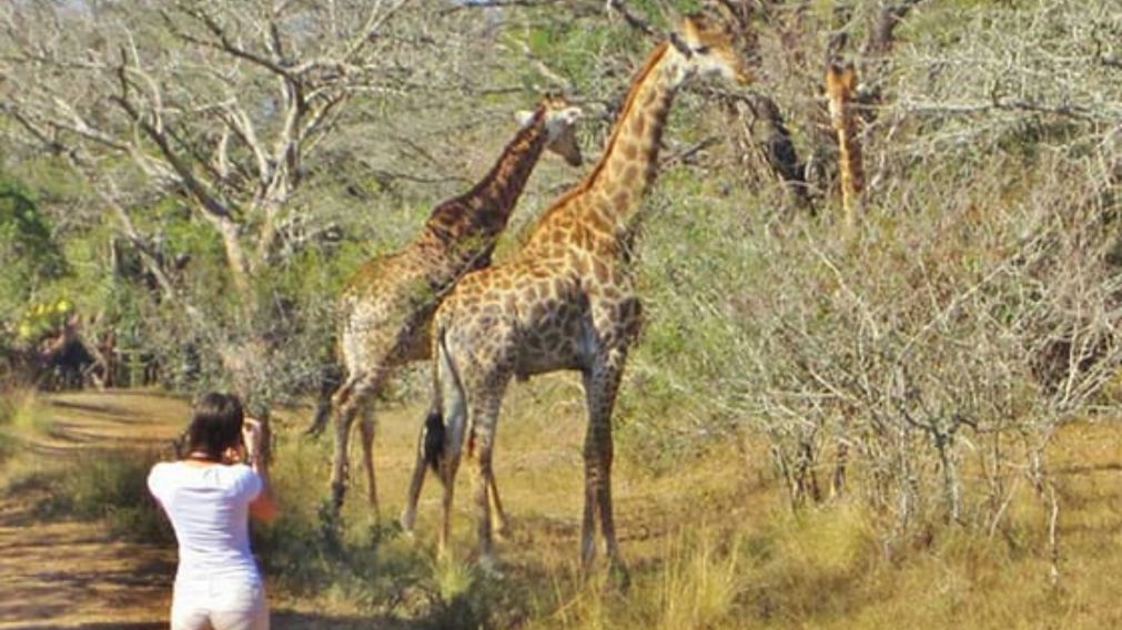 La jirafa es considerada el animal mas grande del mundo