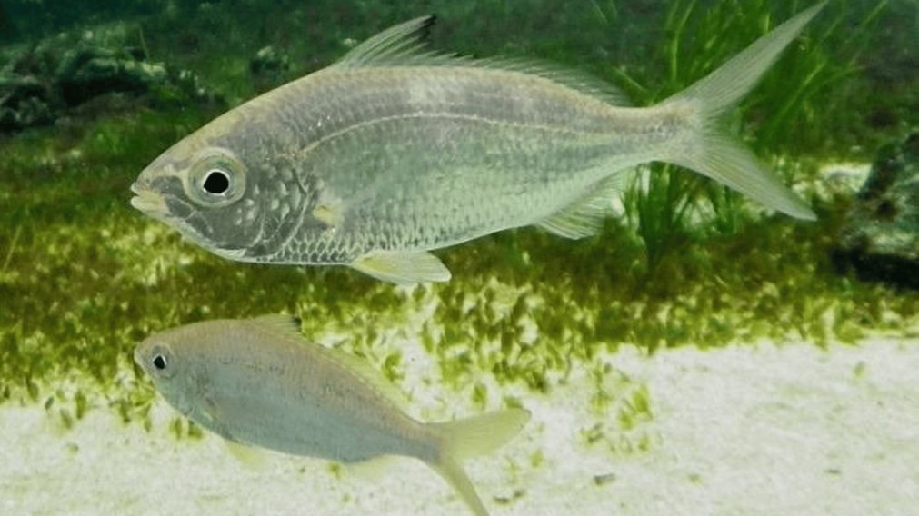 En Salta, un pescador encontró una mojarra con una extraña característica que impactó a los vecinos.