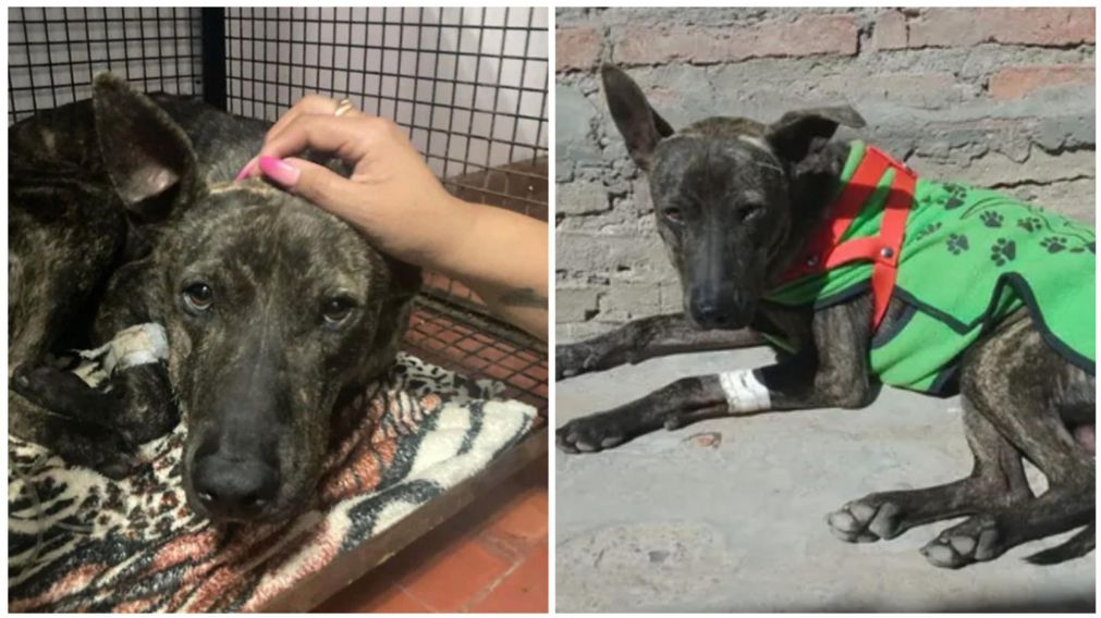 "Guerrero" es el perrito que fue lastimado el pasado 4 de agosto.