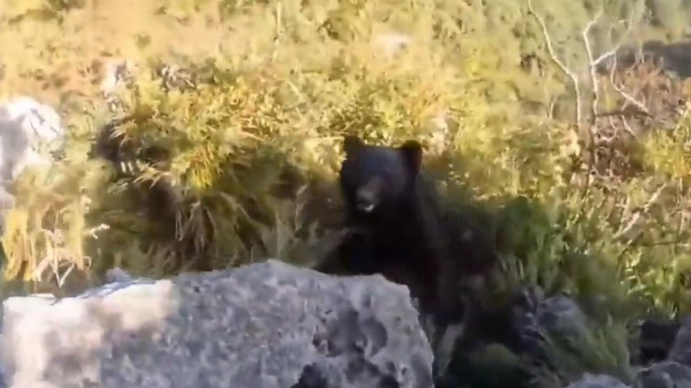 Feroz pelea entre un hombre y un oso en Japón (Captura de video).