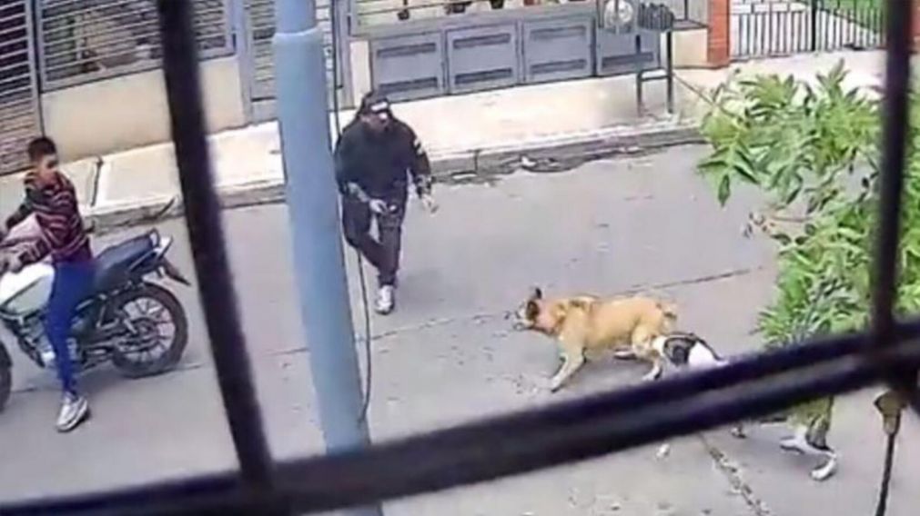 Dos perritas evitaron que unos motochorros armados asaltaran a un hombre (Imagen captura vídeo).