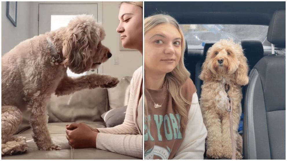 La perra Luna resuelve problemas de matemática y es viral en las redes sociales. (TikTok/@lunatheminicockapoo).