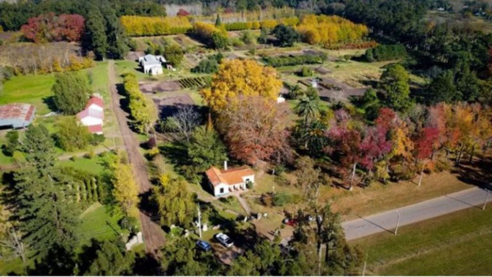 Escapada encantada: descubrí el mágico pueblo de un millón de árboles.