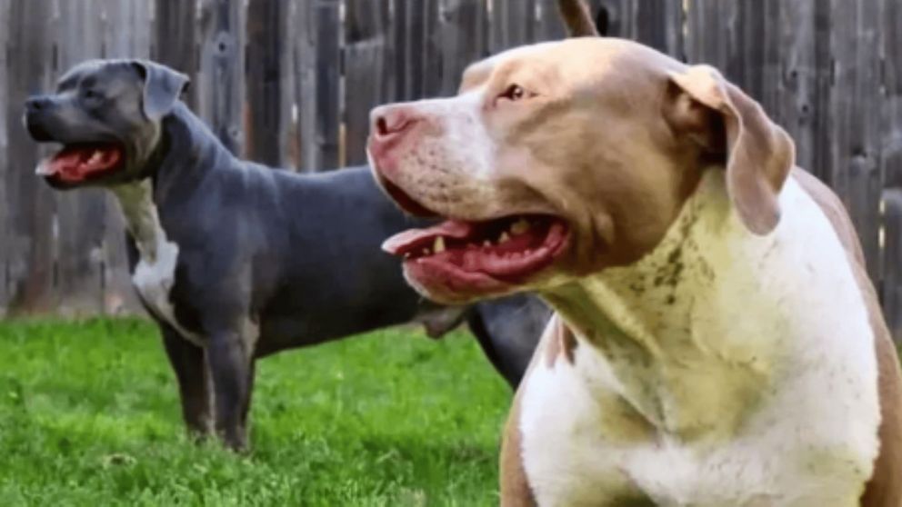 Dos pitbull mataron a un bebé de 5 meses y a su hermana de 2 años.