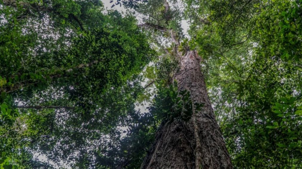 Brasil: llegaron hasta el árbol más alto del Amazonas.