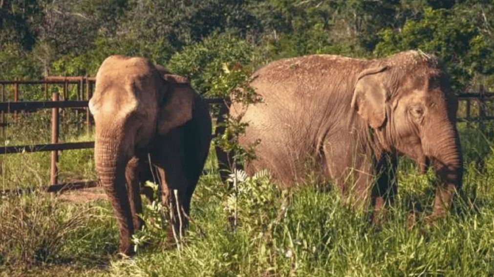 Falleci� la elefanta Pocha en Brasil y hay misterio.