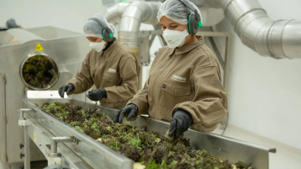 Anmat habilita la primera planta industrial de producción y procesamiento farmacéutico de cannabis medicinal del país.