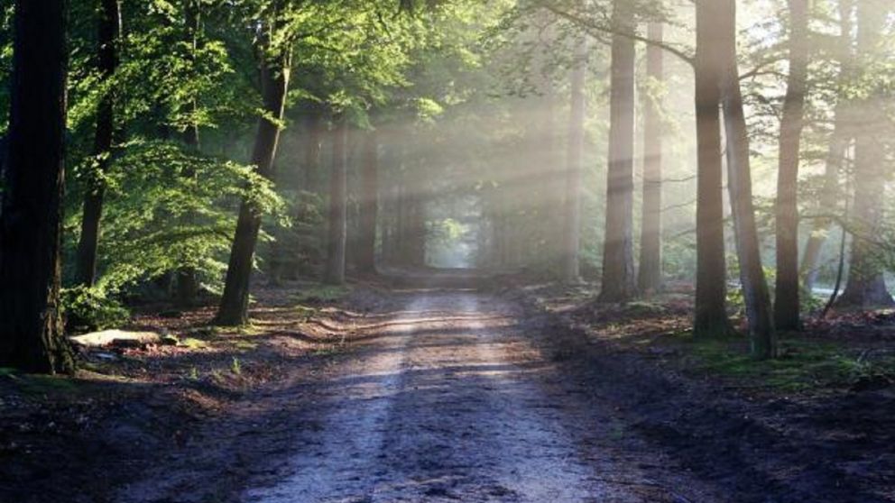 El test psicológico del bosque que revela con quién quieres estar en la vida y cómo enfrentar los problemas