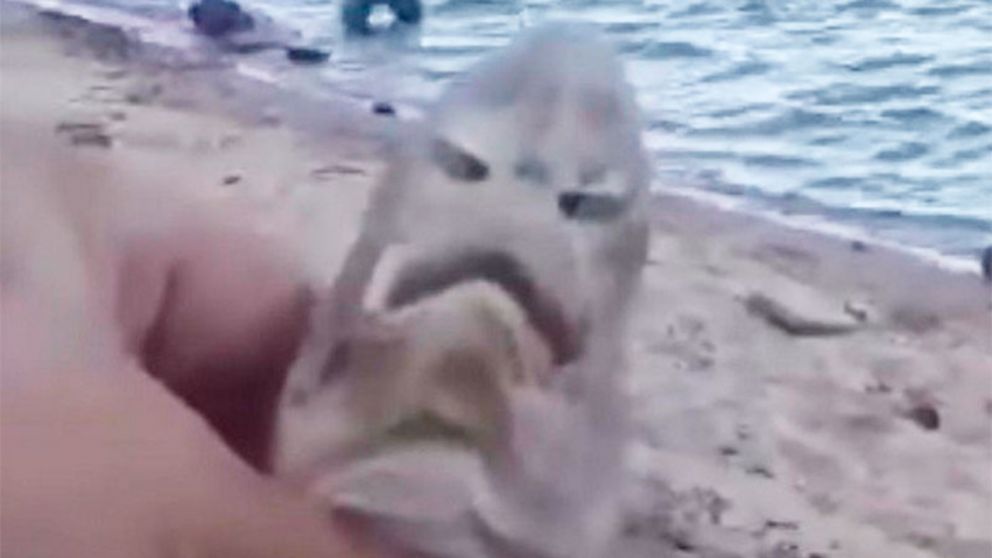 En las imágenes se puede observar claramente las aletas y el rostro del pez ya sin vida.