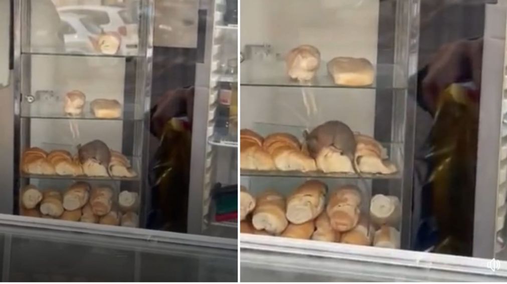 As� la rata com�a medialunas en el frente de la panader�a.
