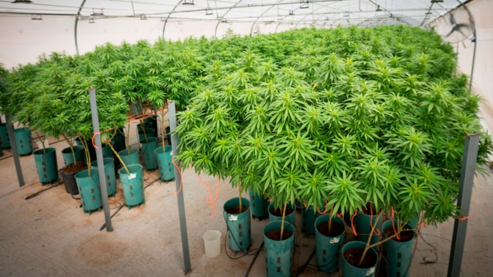 La ANMAT habilitó la primera planta de producción de cannabis medicinal del país.