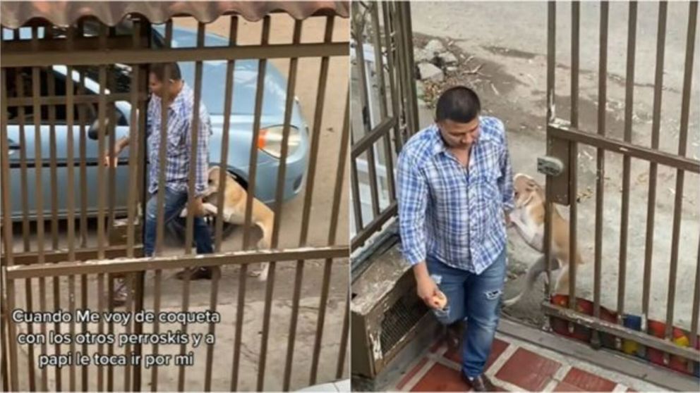 Vio a su mascota "coqueteando" con otros perros y la llevó de regreso a su casa (Imagen captura vídeo).