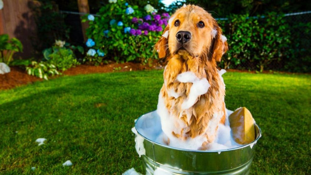 Los mejores trucos para quitarle el mal olor a tu perro.