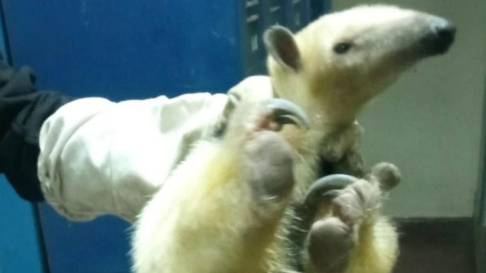 El animal había escapado del Parque de la Biodiversidad de Córdoba.