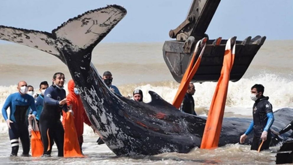 Al menos seis ballenas fueron encontradas muertas en Chubut.