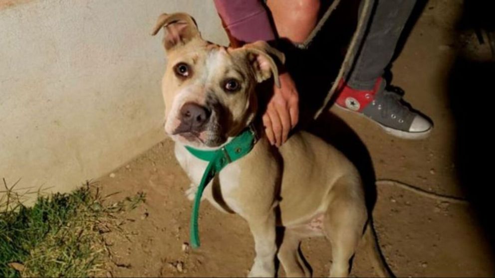 Su casa comenzó a incendiarse mientras dormía y su perra logró salvarle la vida (Gentileza: El Doce).