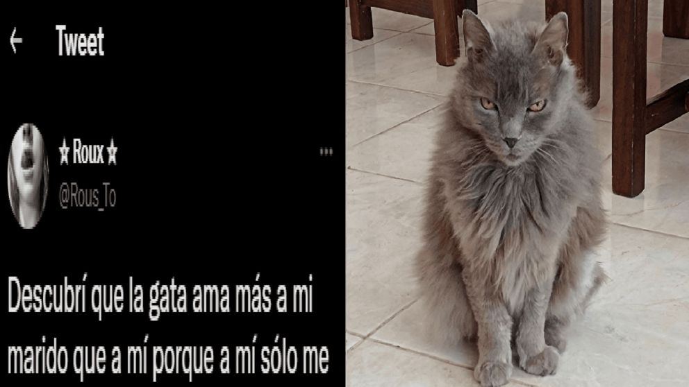 Una joven contó la decisión que tomó cuando descubrió una llamativa situación entre su marido y su gata.