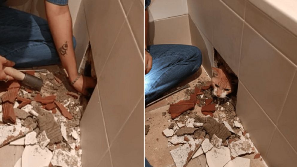 Un gato quedó atrapado en una pared por culpa de los albañiles y es viral.