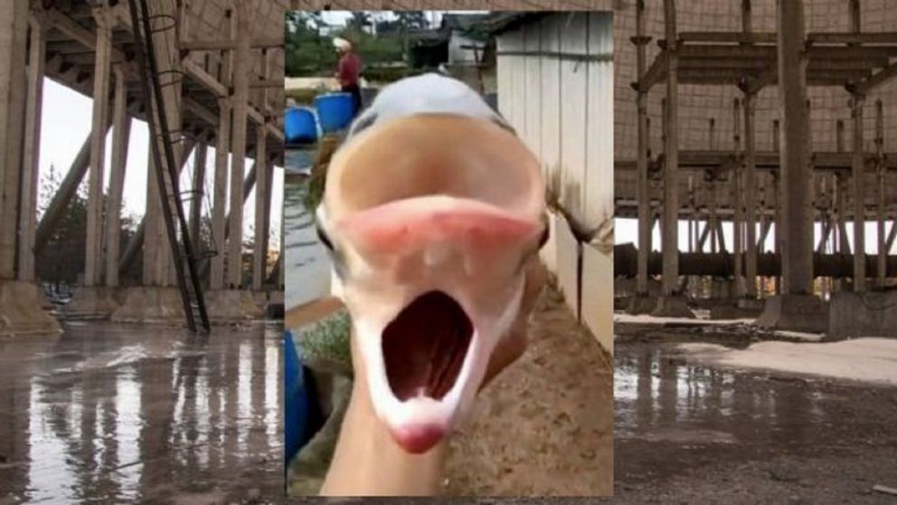 El animal fue apodado como “Pez de Chernobyl” tras ser sacado del lago.