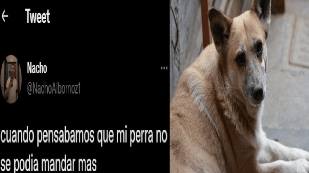 Un usuario de Twitter explicó la curiosa situación que pasó cuando su perra apareció con algo extraño en su boca.