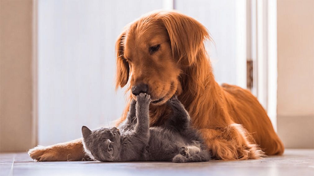 Existen dos palabras secretas para conseguir que los perros y gatos obedezcan.