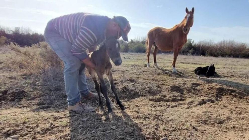 La yegua parió a dos crías hembras que se encuentran en buen estado (Diario de Cuyo).
