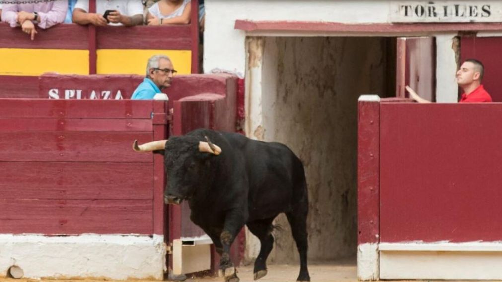 "Limpiador" pesaba 472 kilos y su carne iba a ser rematada tras la faena (Twitter).