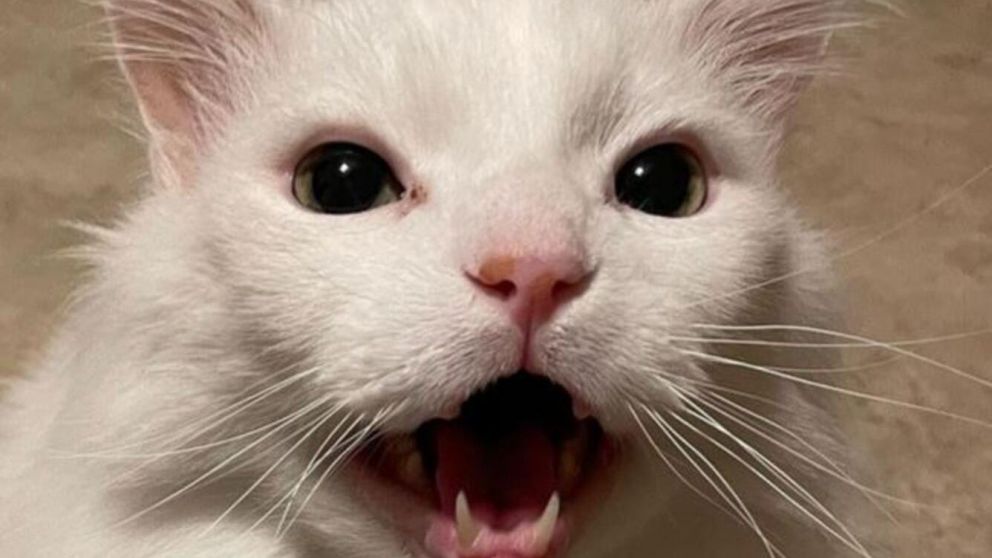 Thruston Waffles tenía 15 años (Instagram).