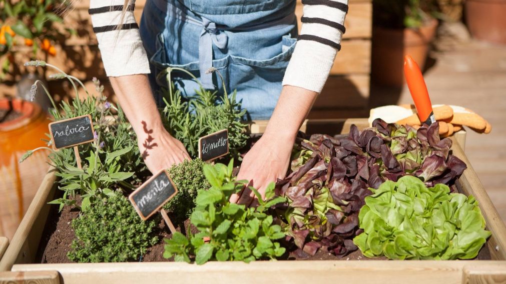 Los trucos virales para empezar a cultivar tus propios alimentos.
