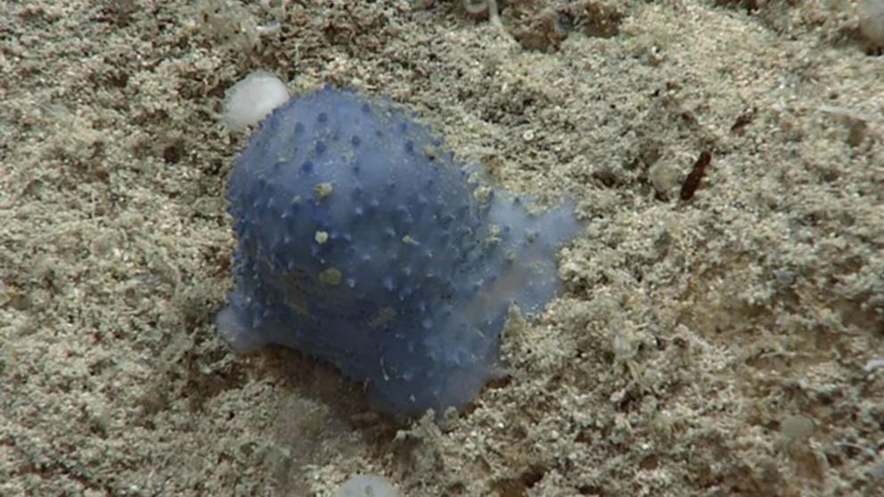 La extraña criatura encontrada en el fondo del mar (Gentileza NOAA).