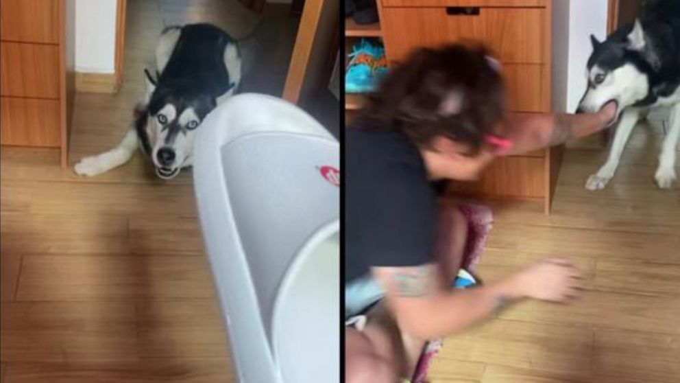 Quiso regañar a su novio y su perro salió a defenderlo: "Se arriesgó para salvarlo"
