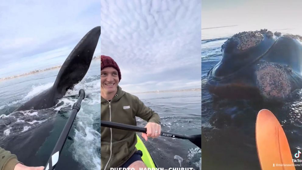 No es la primera vez que la pareja tuvo un encuentro con las ballenas de Puerto Madryn.