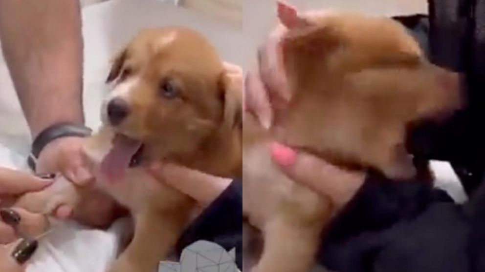 El video se hizo viral en Twitter.