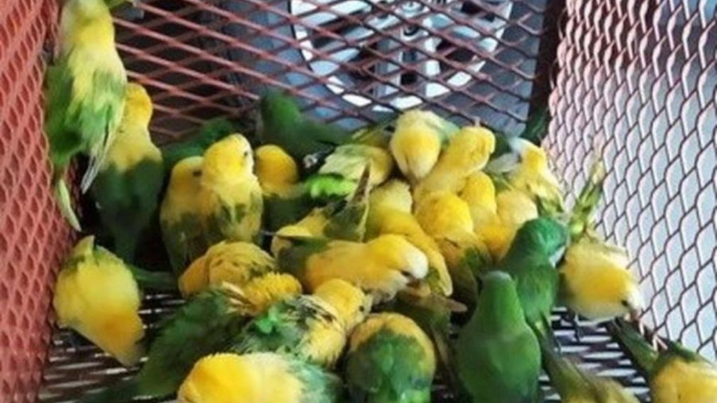 Los loros tenían en su mayoría el plumaje amarillo, producto del agua oxigenada que les colocaron (Gentileza Policía de Santa Fe).