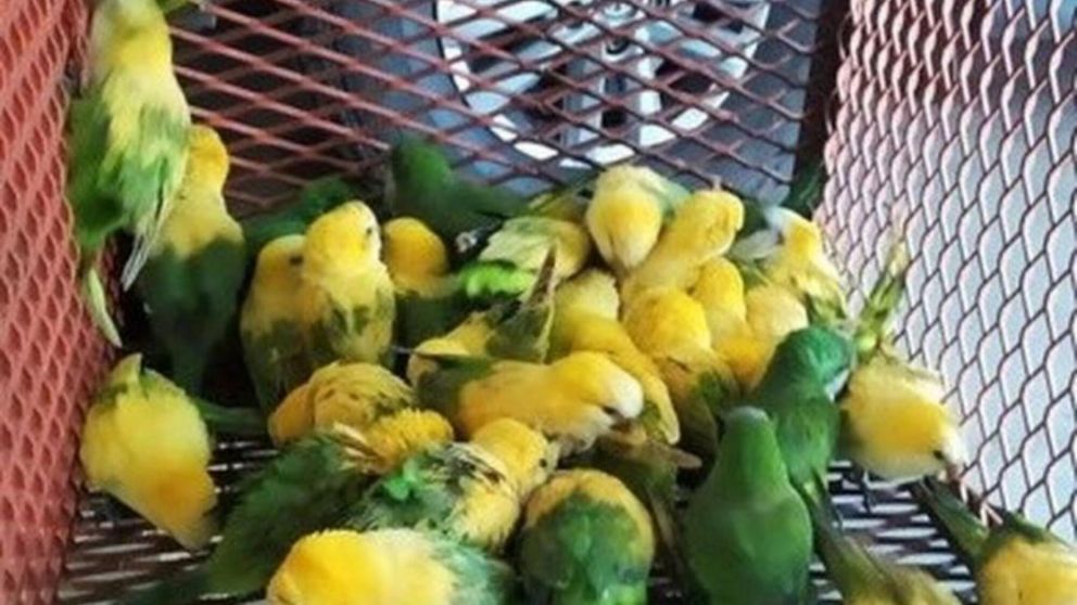 Los loros tenían en su mayoría el plumaje amarillo, producto del agua oxigenada que les colocaron (Gentileza Policía de Santa Fe).