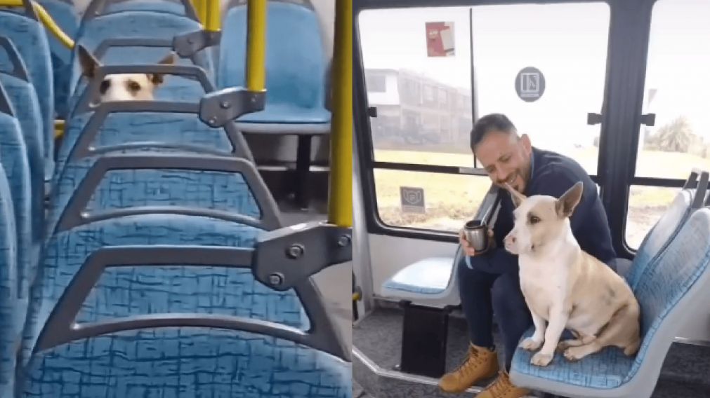 "Corchito" es el perro de La Plata que acompaña a Lucas, un chofer de colectivo.