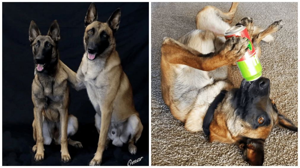 Un perro que usa la pala es viral en las redes (Instagram/@omarvonmuller).